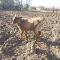 بزنر|حیوانات مزرعه|قصابه, |دیوار