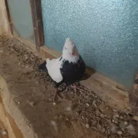 کفتر یا کبوتر