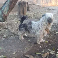 سگ ماده تریر|سگ|محمدیه-قزوین, |دیوار