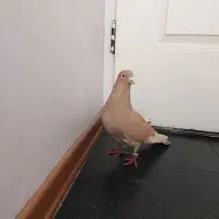 کفتر|پرنده|ری, سرتخت|دیوار