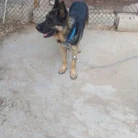 سگ ژرمن|سگ|بیدشهر, |دیوار