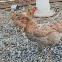 سلام دوستان ۲۰عدد مرغ ویروس یکجا به فروش میرسد|پرنده|بندر ترکمن, |دیوار