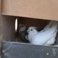 عروس هلندی نر