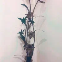 اباژور