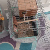 قفس بزرگ|لوازم جانبی حیوانات|تهران, مسعودیه|دیوار