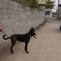 سگ‌گریت‌دین|سگ|رشت, لاکان|دیوار