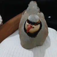 پرنده قفسی