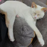 فروش گربه سفید نر