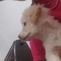 سگ پامر اشپیز