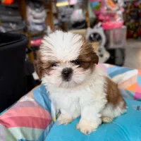 سگ شیتزو مینی