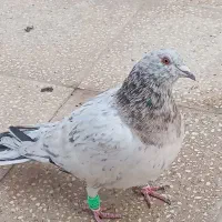 کفتر|پرنده|سبزوار, مدرس|دیوار