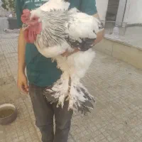 خروس برهما|حیوانات مزرعه|اصفهان, شفق|دیوار