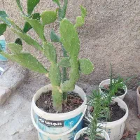 گل کاکتوس