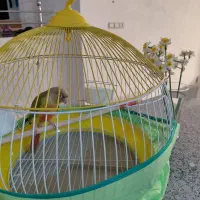 گرینچیک آناناسی نر،استهبان