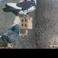 گم شده پلنگ سیاه