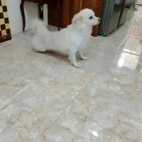 فروش سگ پامر روباهی  به دلیل مهاجرت|سگ|پردیس, فاز ۸|دیوار