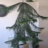 کاج مطبق ۲.۵ متری