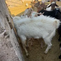 نر بز نژاد ثانن سن 11 ماهه|حیوانات مزرعه|گناباد, |دیوار