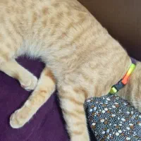 واگذاری گربه نر 6 ماهه|گربه|رشت, گلسار|دیوار