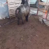 نره بره نر اصل بختیاری