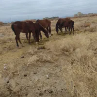 اسب|اسب و تجهیزات اسب‌سواری|خرامه, |دیوار