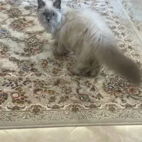 واگذاری گربه پرشین|گربه|مشهد, کوثر|دیوار