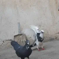 کفتر ابلغ کرمانی نرو ماده