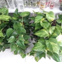 پتوس چماقی زعفرانی بزرگ ۵۰۰