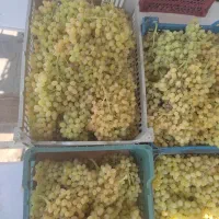 انگور کشمش