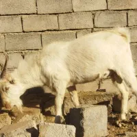 نر بز سانان به شرط اصالت یک ساله چووش|حیوانات مزرعه|سبزوار, صالح آباد|دیوار