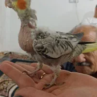 جوجه عروس هلندی مرواریدی|پرنده|شیراز, کوشک میدان|دیوار