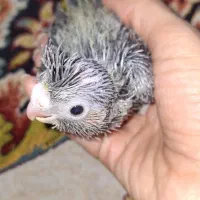 عروس هلندی جوجه