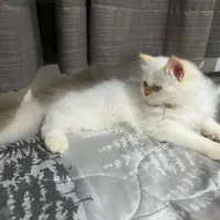 واکذاری گربه پرشین بالغ