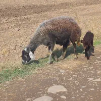 گوسفند داشتی جوان