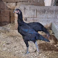 مرغ خروس فریح