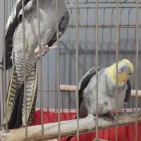 عروس هلندی جفت
