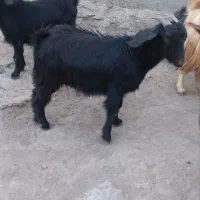 فروش بز جوان|حیوانات مزرعه|دهگلان, |دیوار