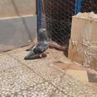 جفت نر با جفت جوجه مسافتی معاوضه