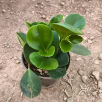 آگلونما هندوانه ای همه جا ۳۵۰ قیمتشه ما میدیم ۱۰۰|گل و گیاه طبیعی|اصفهان, باغ فدک|دیوار
