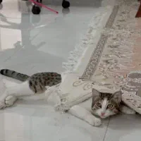 واگذار گربه نر