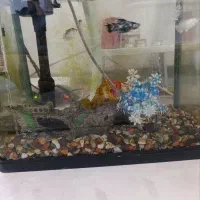 آکواریم با تمام لوازم بخاری و غیره