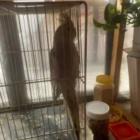 عروس هلندی دستی فروش یا معاوضه