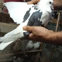 کبوتر پرشی|پرنده|شهریار, شهریار|دیوار