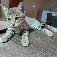 واگذاری بچه گربه