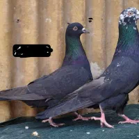 جفت رستاخیز