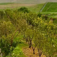 اجاره ویلا استخردار|اجارهٔ کوتاه‌مدت ویلا و باغ|ایذه, |دیوار