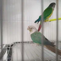 گرینچیک معاوضه ردچیک. خورشیدی شاهطوطی ملنگو|پرنده|مشهد, شهید قربانی|دیوار