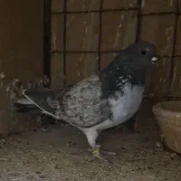 سه عدد ماده پرشی