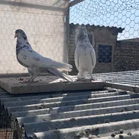 کبوتر پرشی|پرنده|اصفهان, بوستان ناژوان|دیوار