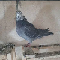 کله ماستی ماده کاکل میخ